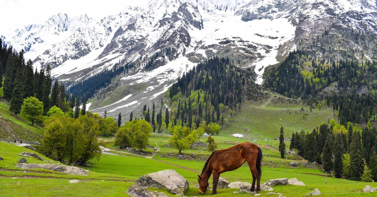 Best Hill Stations to Visit in India This Monsoon 2026: Where to Go and What to Skip
